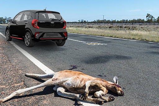 What To Do If Your Car Hit By Kangaroo ?